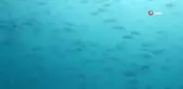 Antalya'da rekor sıcaklık denizdeki balık türlerini ve omurgasız canlıları yok ediyor