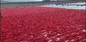 CHP Milletvekili Melih Meriç Gaziantep'te Çiftçileri Ziyaret Etti