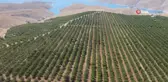 Adıyaman'da badem hasadı başladı