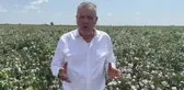 CHP Milletvekili Ayhan Barut'tan pamuk üreticilerine çağrı