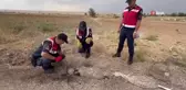 Türkiye'de nadir görülüyordu, yaralı halde bulundu