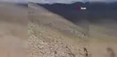 Yaralı bulunan kızıl şahin tedavi edilerek doğaya salındı