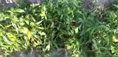 Çiftçilerin Sorunları Tarlada Dinlendi