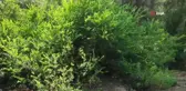 Fethiye'de ormanda terk edilmiş bebek bulundu