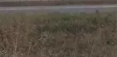 Bombalı Uçak İhbarıyla Erzurum Havalimanı'na Zorunlu İniş