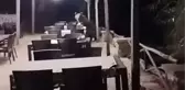 Ankara'nın göbeğindeki restorana aç ayı dadandı