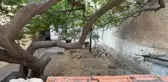 Konya'da bir evin bahçesinde toprağa gömülü kadın cesedi bulundu