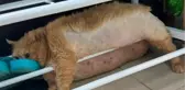Obez kedinin zor anları görenleri güldürdü! Diyet merkezinden kaçamadı