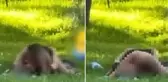 Görüntüler bu kez Antalya'dan, kimseye aldırmadan cinsel ilişkiye girdiler!