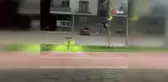 Parkta Oynayan Çocuk ve Tilki ile Eğlenceli Anlar