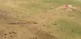 'Kuş Cenneti' Arin Gölü Hayvanların Otlak Alanına Dönüştü