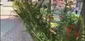 Konya'da Yol Kenarında Erkek Cesedi Bulundu