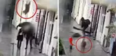 Yolda yürürken başına köpek düşen kadın ağır yaralandı
