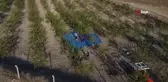 Yozgat'ta Badem Hasadı Coşkuyla Kutlandı