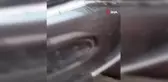 Otomobil Motoruna Tavşan Girdi