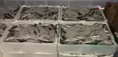 Kastamonu'da Avlanabilir Boydan Küçük Lüfer Yakalandı, 4 Kişiye 66 Bin Lira Ceza