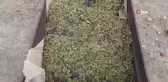 Bir asırdır geleneksel yöntemlerle üzüm pekmezi yapıyorlar