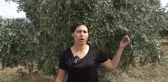 Aydın'da Zeytin Hasadı Başladı, Üreticiler Zor Durumda