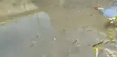 Bartın Irmağı'nda Toplu Balık Ölümleri Başladı