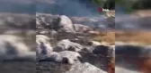 Kahramanmaraş'ta Orman Yangını Kısa Sürede Söndürüldü