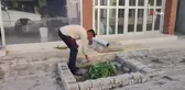 Yol Ortasında Yetişen Karpuz Merak Uyandırdı