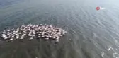 İzmit Körfezi'nde Flamingo Şöleni