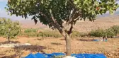Siirt'te Fıstık Hasadı Verimli Geçiyor