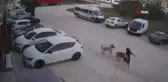 Köpeğini Korurken Saldırıya Uğrayan Kadın Yaralandı