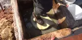 Siirt'te Geleneksel İskambo Pekmezi Yapımı Başladı