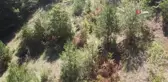 Yasağa Rağmen Mantar Toplayanlar Dronla Tespit Edildi