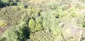 Sinop'ta Kestane Hasadı Başladı