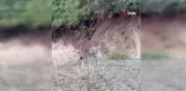 Elazığ'da Nesli Tükenme Tehlikesi Altında Olan 2 Vaşak Görüntülendi