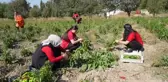 Meslek Lisesi Öğrencileri Sebze Üreterek Ekonomiye Katkı Sağlıyor