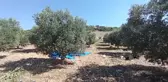 Tarlada zeytin fiyatları düşüyor ama marketlerde zeytinyağına zam üstüne zam