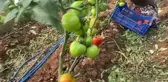 Antalya'da Domateste İlk Hasatlar Başladı