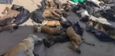 Gebze'de hayvan katliamı! Gebze'de hayvanlar neden, nasıl öldürüldü?