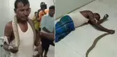 Hindistan'da yılan tarafından ısırılan adam, yılanı boynuna sarıp hastaneye gitti