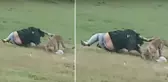 Hindistan'da piknik yapan insanlara saldıran leopar, 3 kişiyi yaraladı