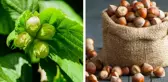 Doğu Karadeniz fındık ihracatında rekor artış