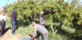 Gaziantep'te Çiftçiler Nar Hasadına Hazırlanıyor