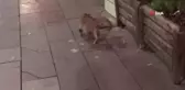 Kedinin Farenin Peşindeki Eğlenceli Anları