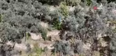 Artvin'de Asırlık Zeytin Ağaçlarından Hasat Dönemi Başladı