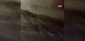 Camiye Giren Tilki Cemaatin Yüzünü Gülümsetti