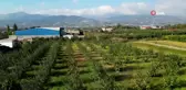 Dünyanın En Kaliteli Ayvası: Sakarya'nın Sarı Elması Hasat Ediliyor