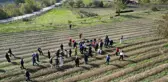 Karabük'te dünyanın en pahalı baharatı Safranın hasadına başlandı