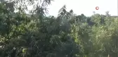 Kaz Dağlarında Kestane Sezonu Coşkusu