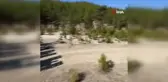 Antalya'da 8 Dişi Alageyik Yeni Yaşam Alanlarına Nakledildi