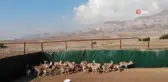 Cudi Dağı'na 30 Nesli Tükenme Tehlikesindeki Ceylan Salındı