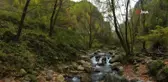 Kocaeli Ormanlarında Sonbahar Renkleri Büyülüyor