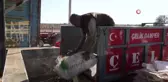 Gaziantep'te Zeytinyağı Üretim Yoğunluğu